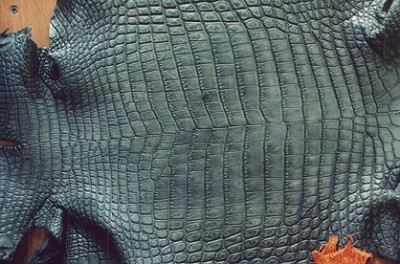 Is there a difference in quality between crocodile and alligator leather? -  Quora