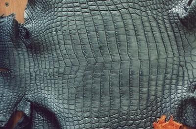 The Difference Between Alligator Skin and Crocodile Skin – Dudes Boutique